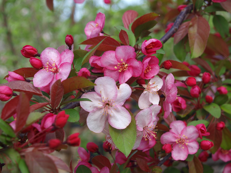 Candymint Crabapple