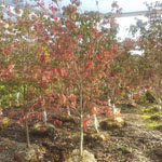 Flowering Dogwood Trees