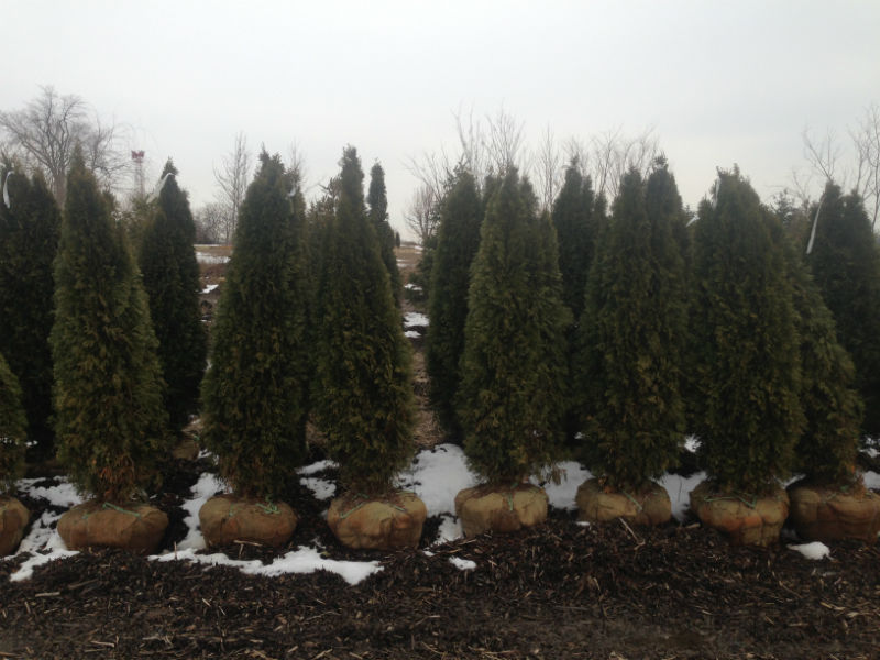 emeraldgreenarb Hoosier Home & GardenHoosier Home & Garden