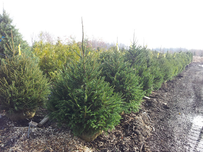 Norway Spruce Trees