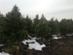 White Pine Trees, Small
