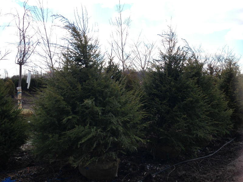 Canadian Hemlock Tree Growth Rate