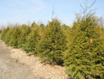 Canadian Hemlock