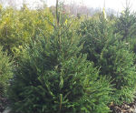 Norway Spruce