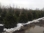 Large Norway Spruce