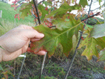 Northern Red Oak