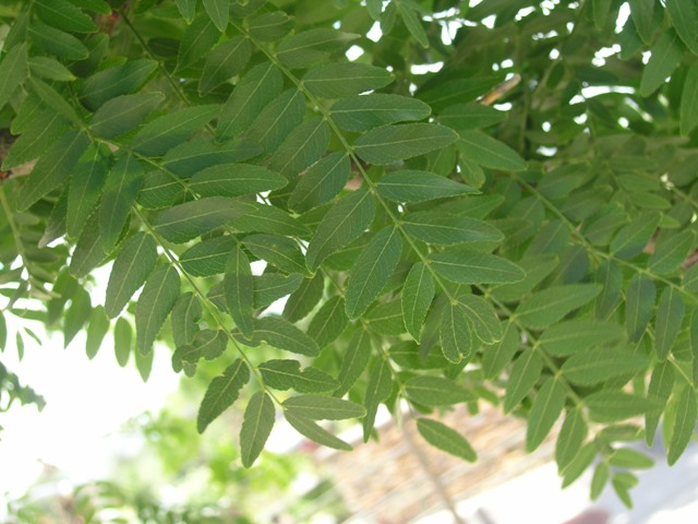 Shademaster Honeylocust