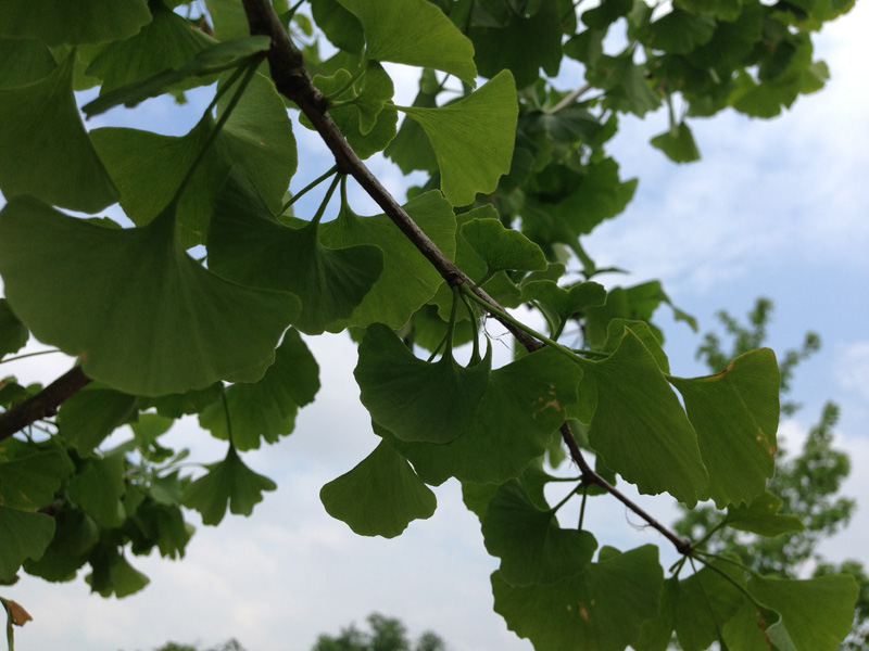 Ginkgo Tree Leaf