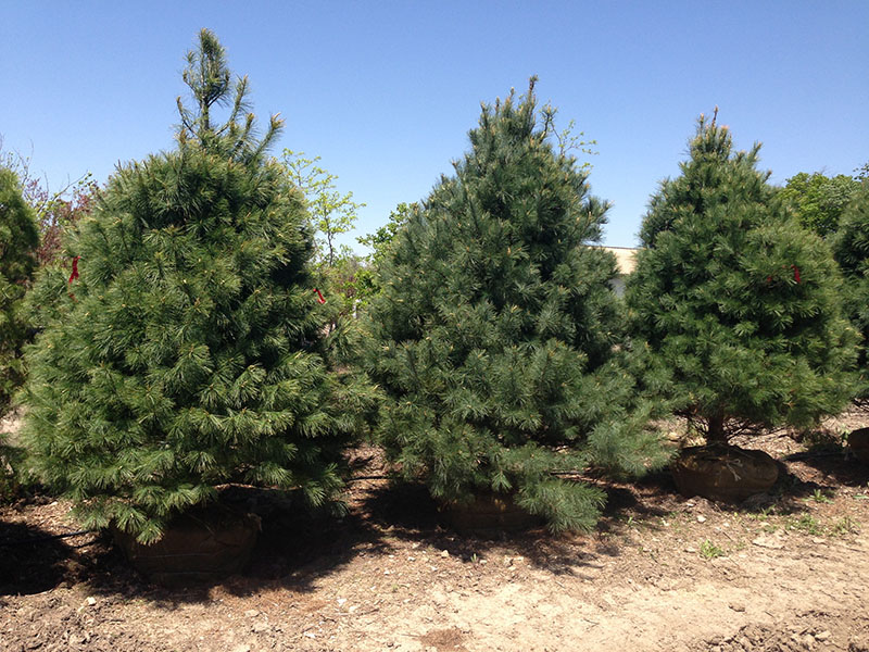 White Pine Trees for sale