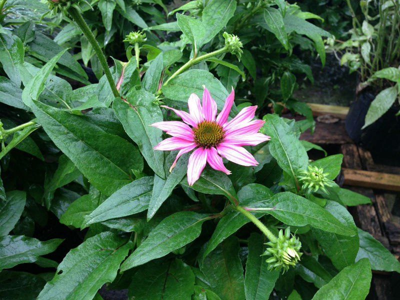 Echinacea Coneflower