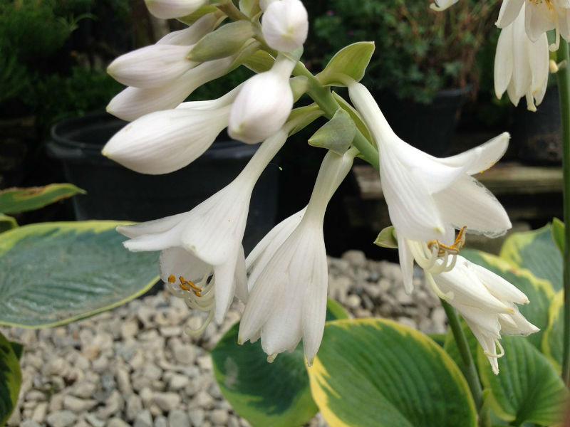 Frances Williams Hosta