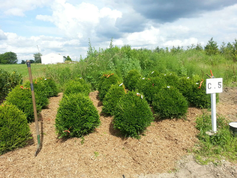 Green Gem Boxwood