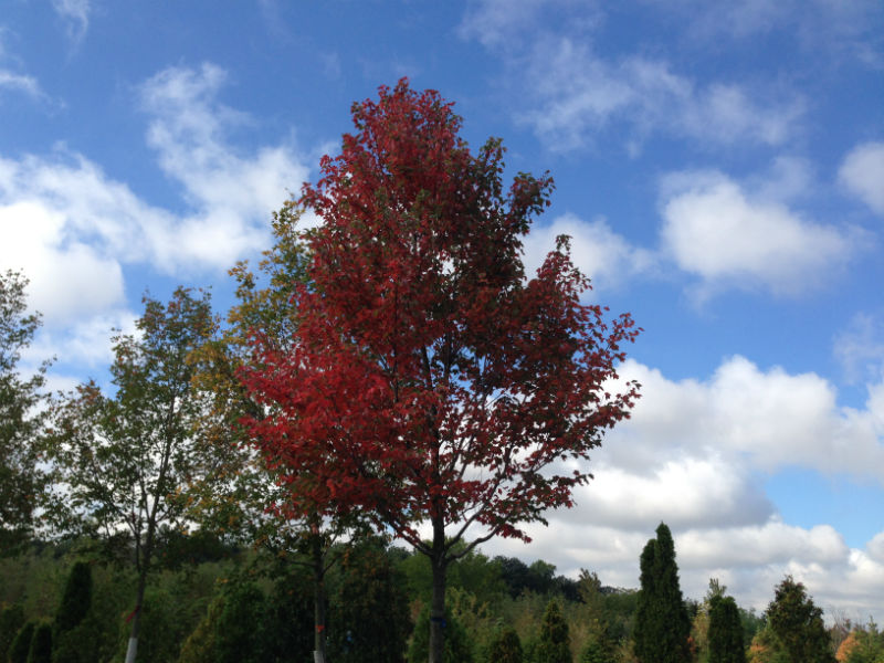 Autumn Flame Maple Fall Color