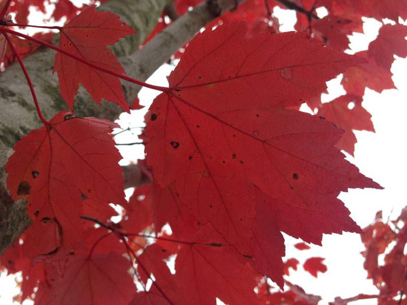 October Glory Maple Trees for Sale