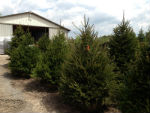 Large Norway Spruce