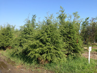 Canadian Hemlock Trees Indiana