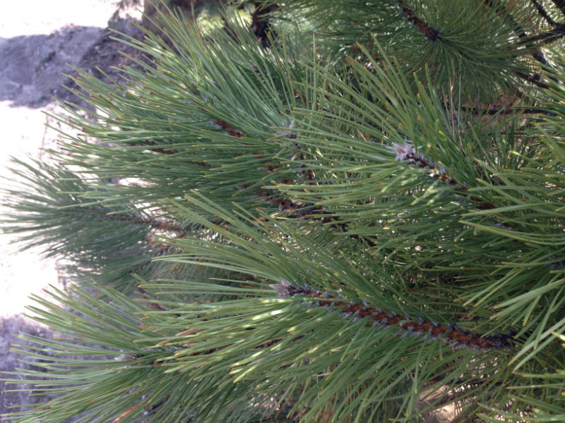 Austrian Pine Needles
