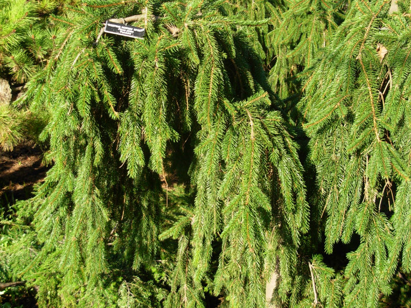 Weeping Norway Spruce trees for sale
