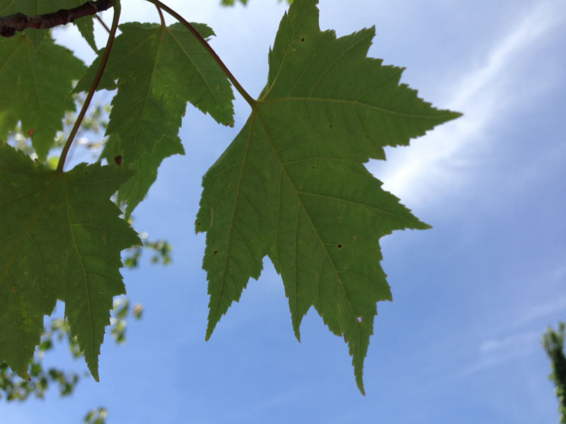 Bowhall Maple Leaf
