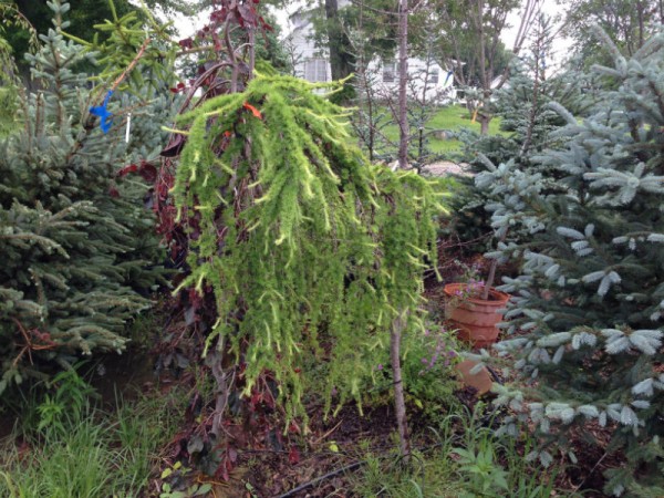 Weeping Larch tree