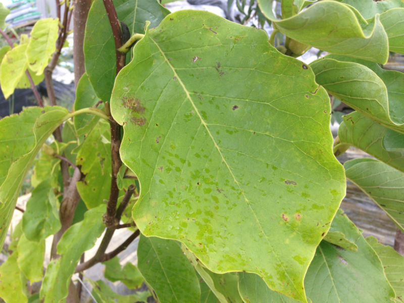 Elizabeth Magnolia Leaf