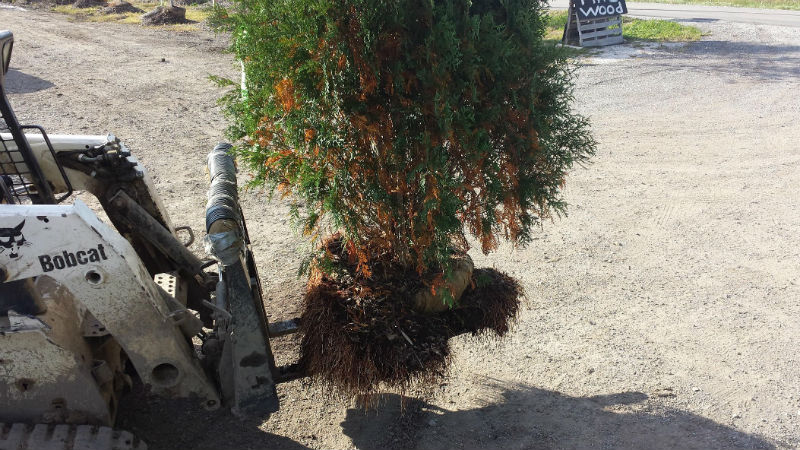 Tree Roots Falling Apart