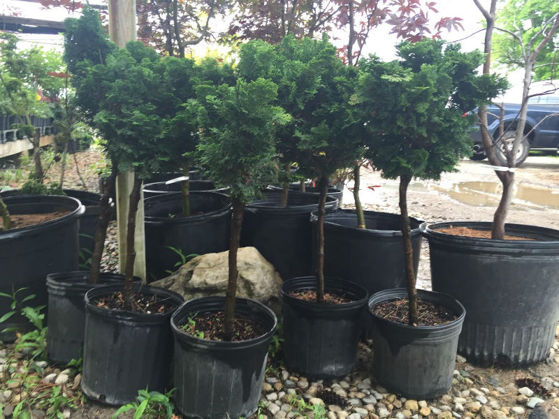 Hinoki Cypress Tree