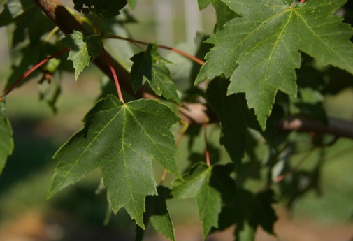 Indiana Shade, Evergreen, Flowering Trees - Hoosier Home & Garden