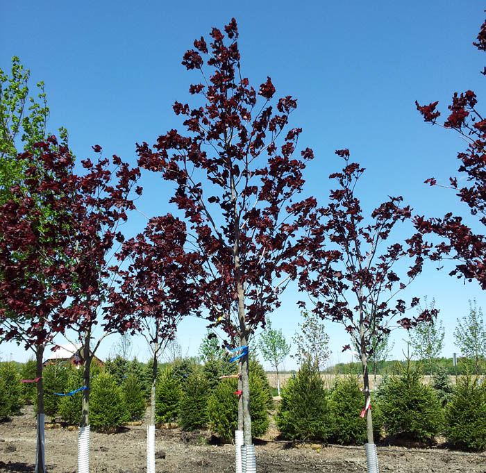 crimsonkingmaple Hoosier Home & Garden