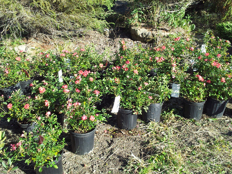 driftrosebush Hoosier Home & Garden