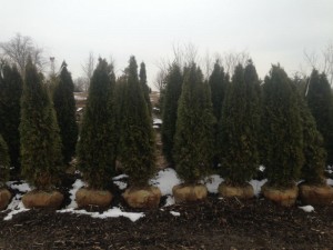 emerald green arbs