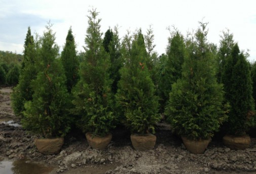 Dark Green American Arborvitae - Hoosier Home & Garden