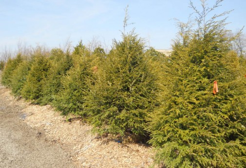 Indiana Shade, Evergreen, Flowering Trees - Hoosier Home & Garden