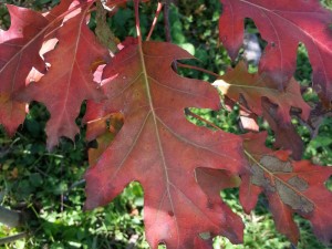 Northern Red Oak