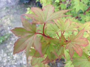 Japanese Maples