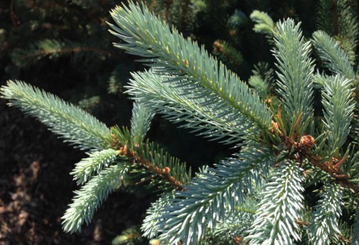 Indiana Shade, Evergreen, Flowering Trees - Hoosier Home & Garden