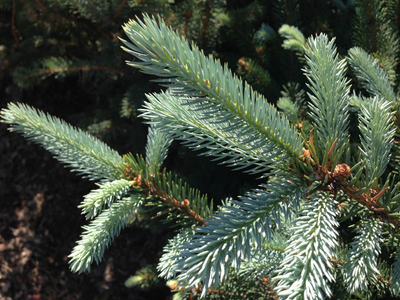 Buy Fat Albert Spruce Trees - Picea Pungens -Hoosier Home & Garden