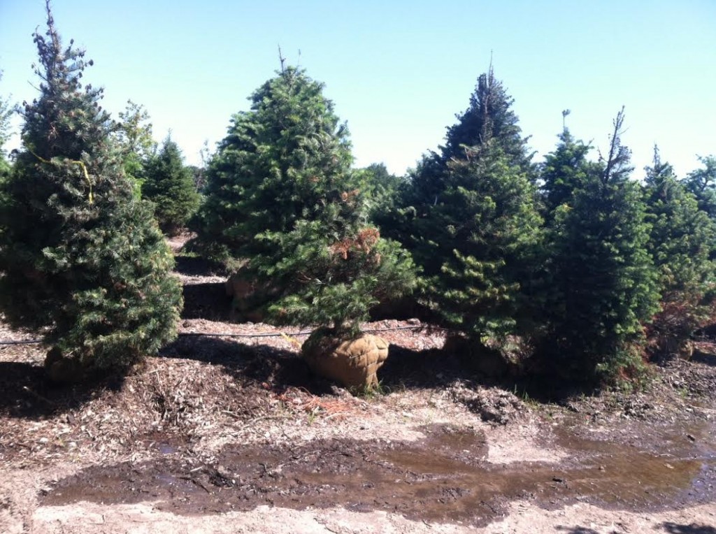 concolorfirbgrade Hoosier Home & Garden