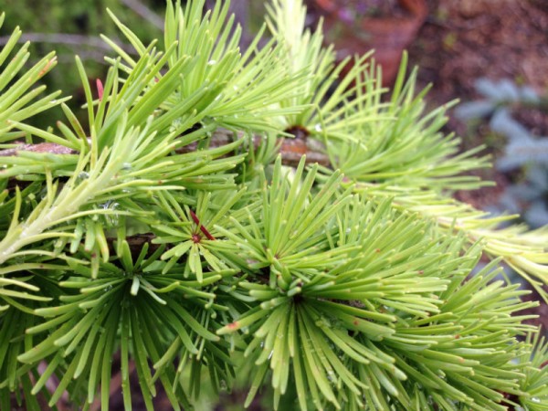 Weeping Larch Tree -Hoosier Home & Garden